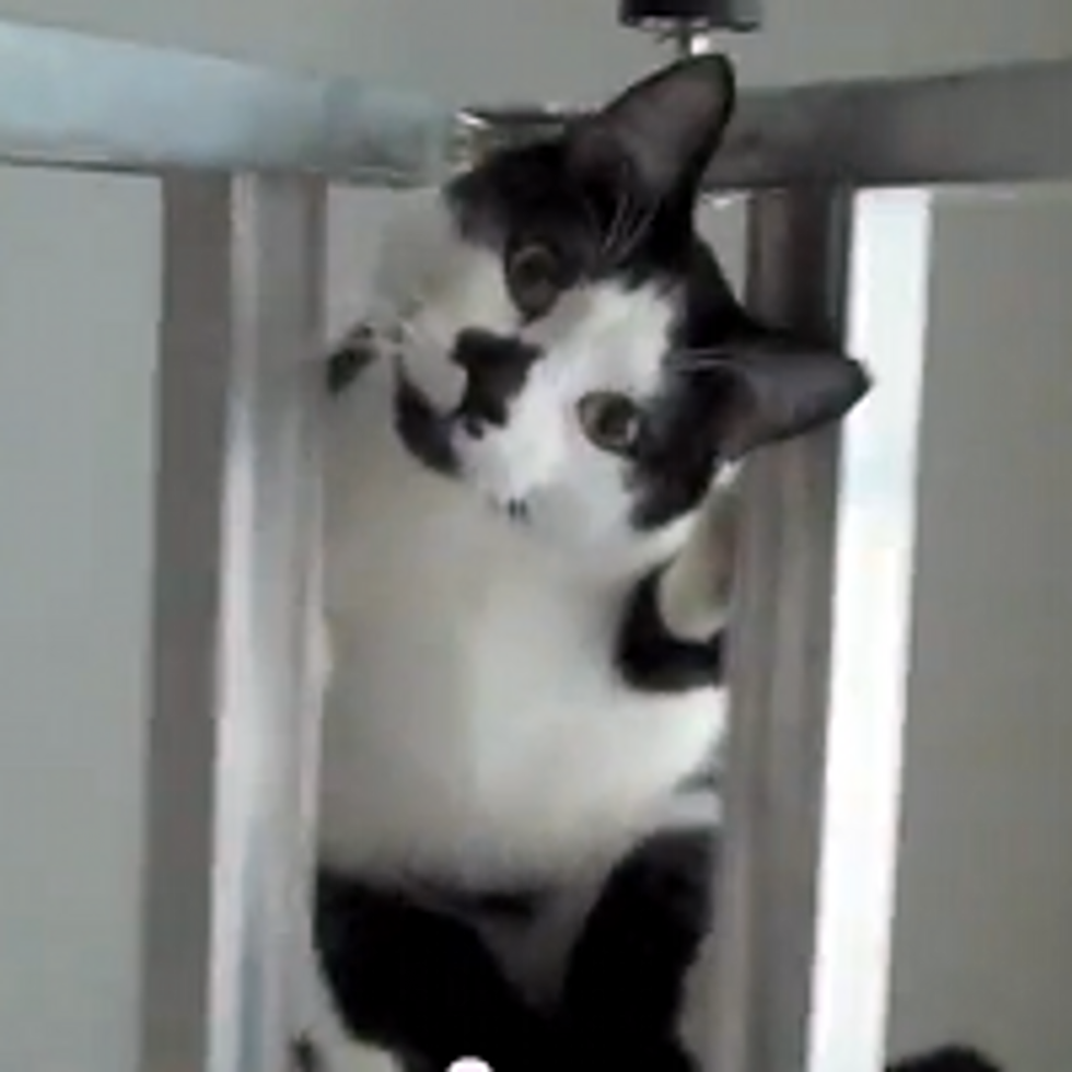 Kodi the Cat Climbs The Ladder