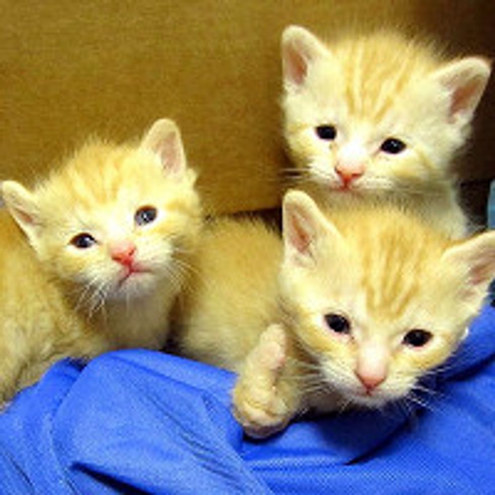 3 Special Orphan Kittens Born Missing Bones in Forearms, But It Doesn't Stop Them