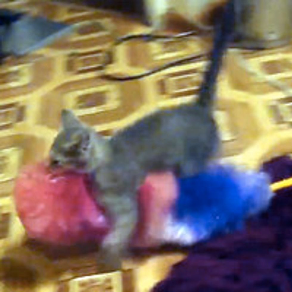 Kitten Catches His 'Prey'