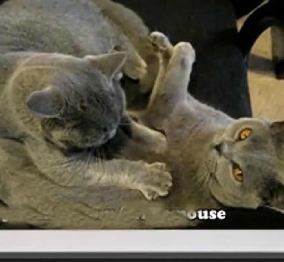 Everyone Needs a Cat Massage
