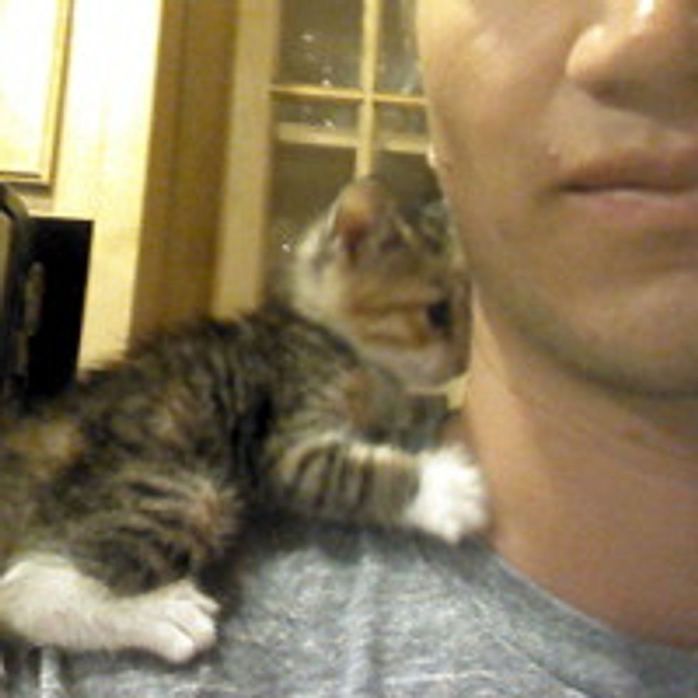 Kitten Finds Human and Follows Him Home