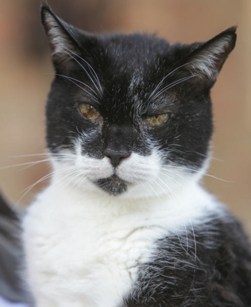 Wadsworth the Cat Turns 27, Perhaps the UK’s oldest cat