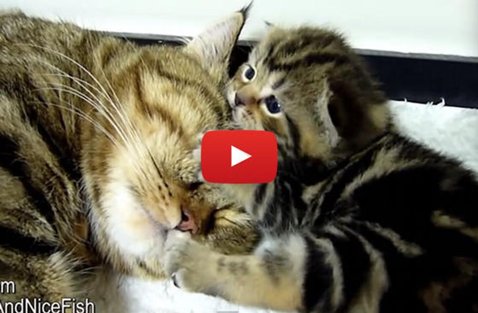 Adorable Moments Of Mom Cat and Rosy the Kitten