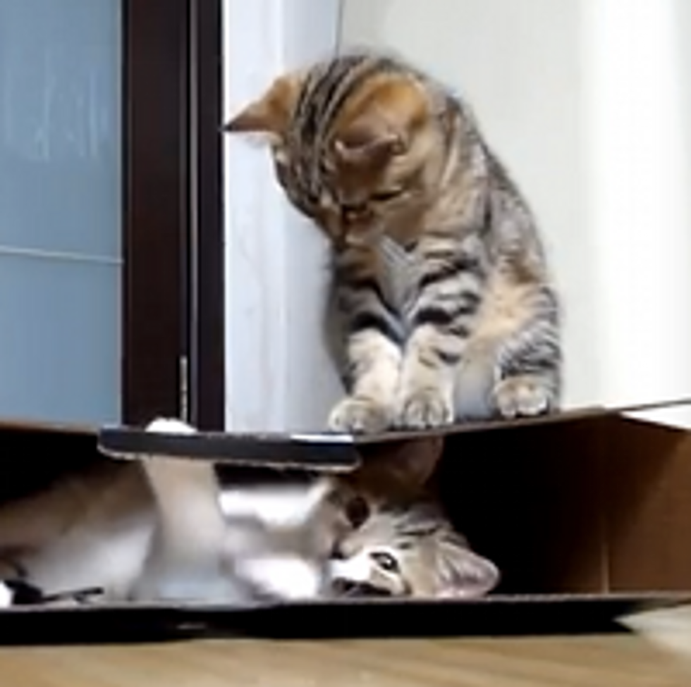 Kitty Guards Box