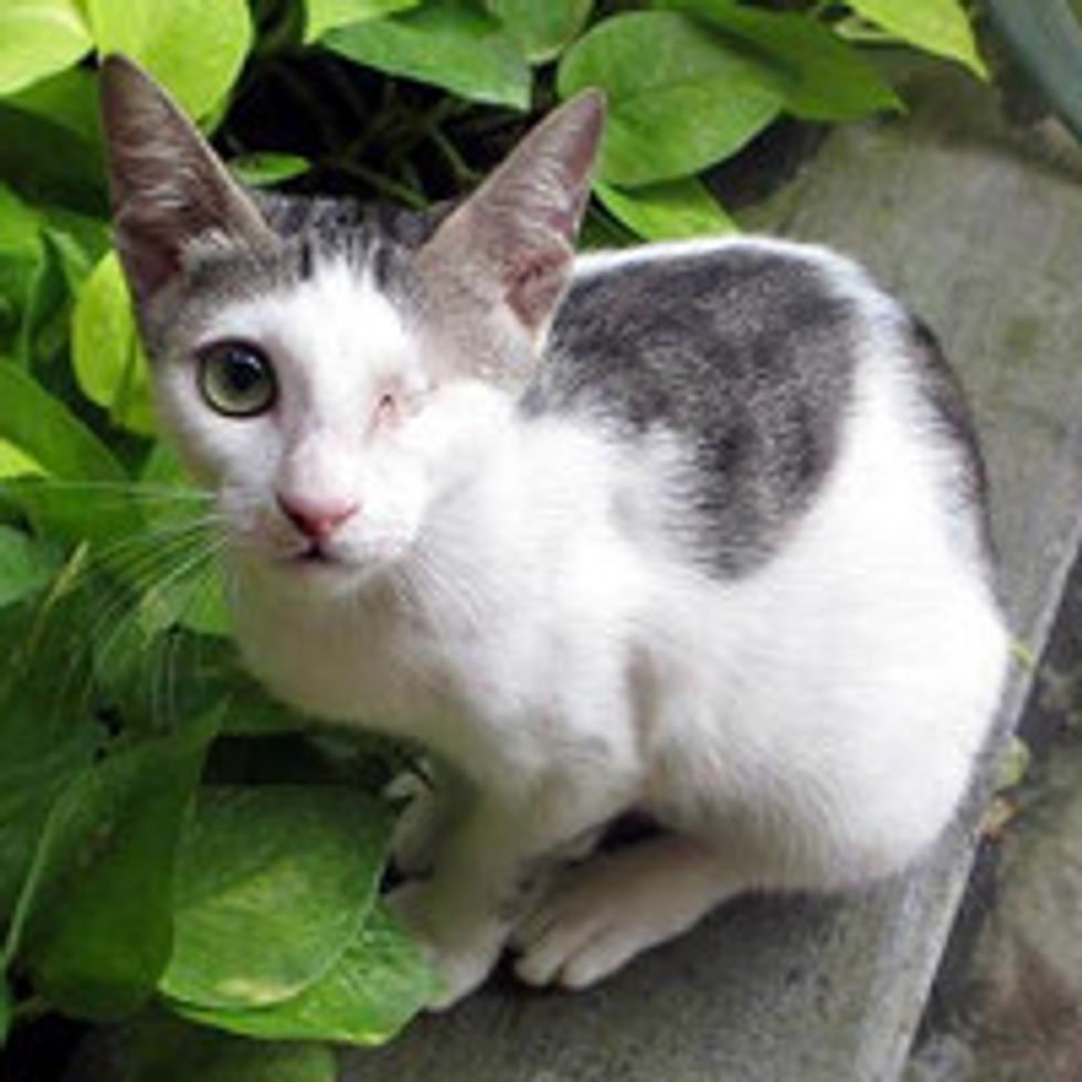 One-eyed Cat Saved in Indonesia, Finds Forever Home in the US