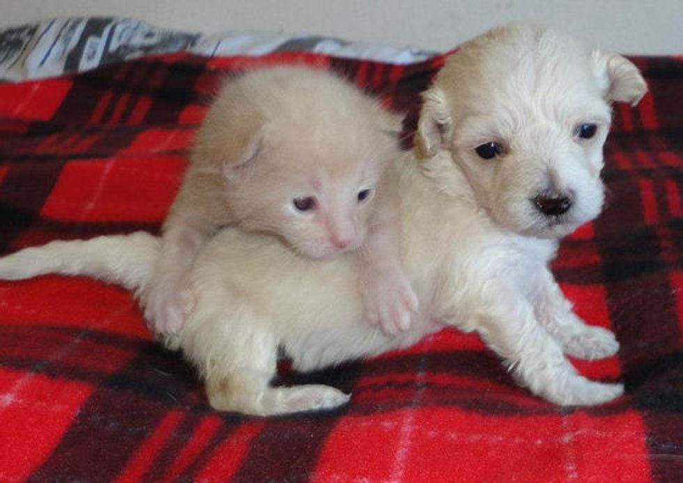 Orphan Kitten and Puppy: Now An Unconditional Family