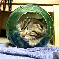 kitten hamster ball