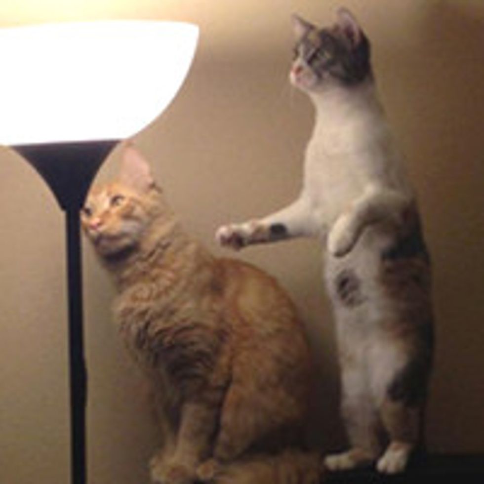 When Cats Find A Moth...