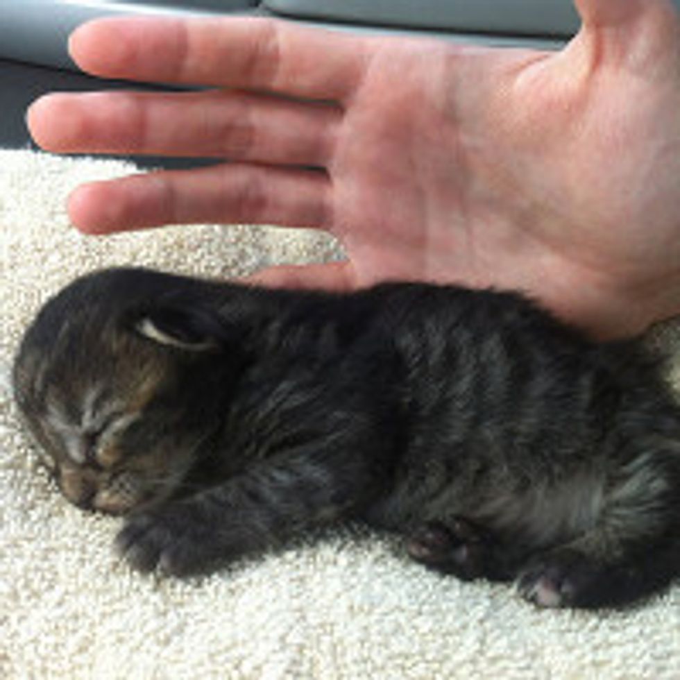 Kitten Finds Good Home Thanks to Social Network