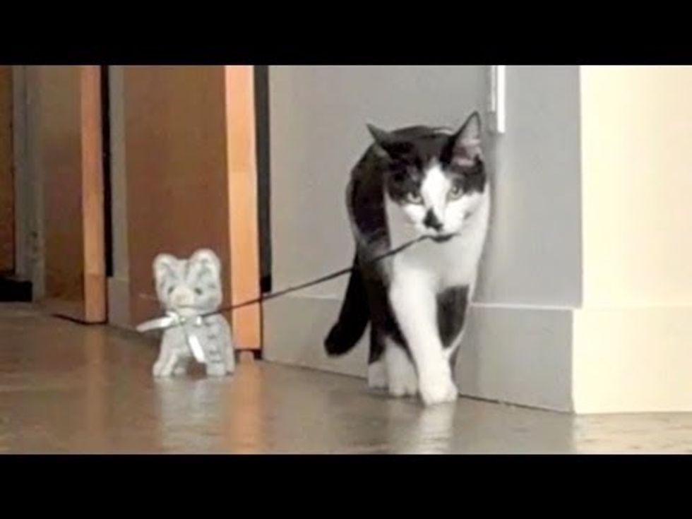 Kodi the Cat Walks The Kitten