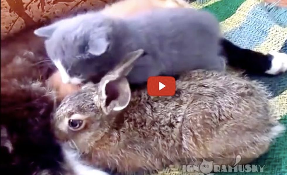 Cat Family Adopts an Orphan Rabbit. Sweetest Thing!