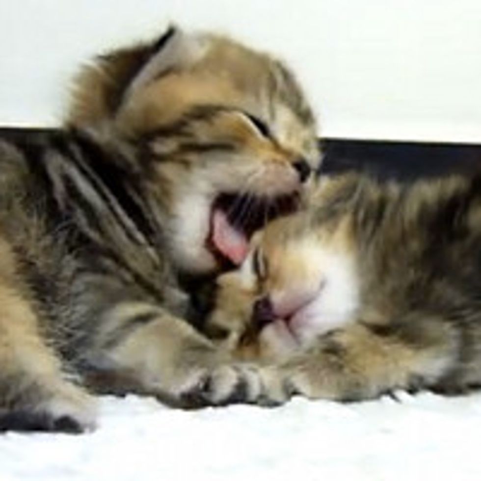 Top 25 Cutest Kitten and Cat Yawns