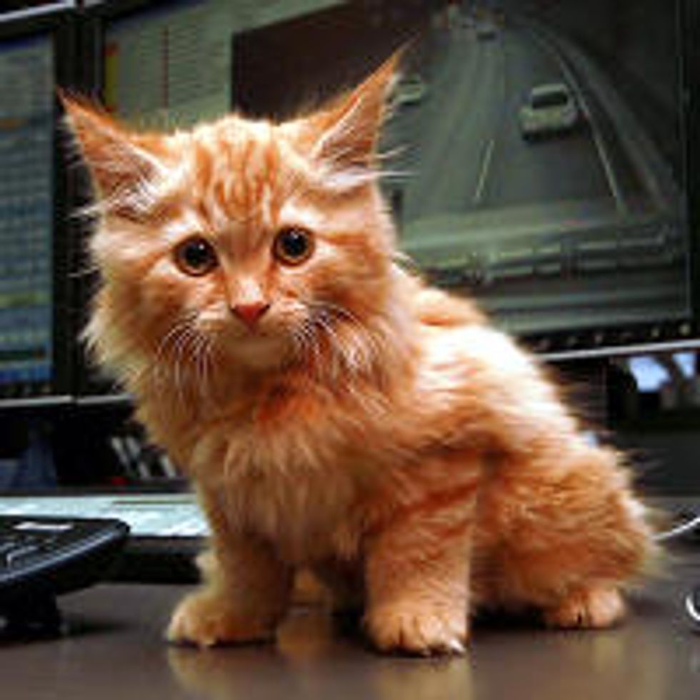 Dodge's Big Adventure - Kitten found in the Burnley Tunnel, Melbourne