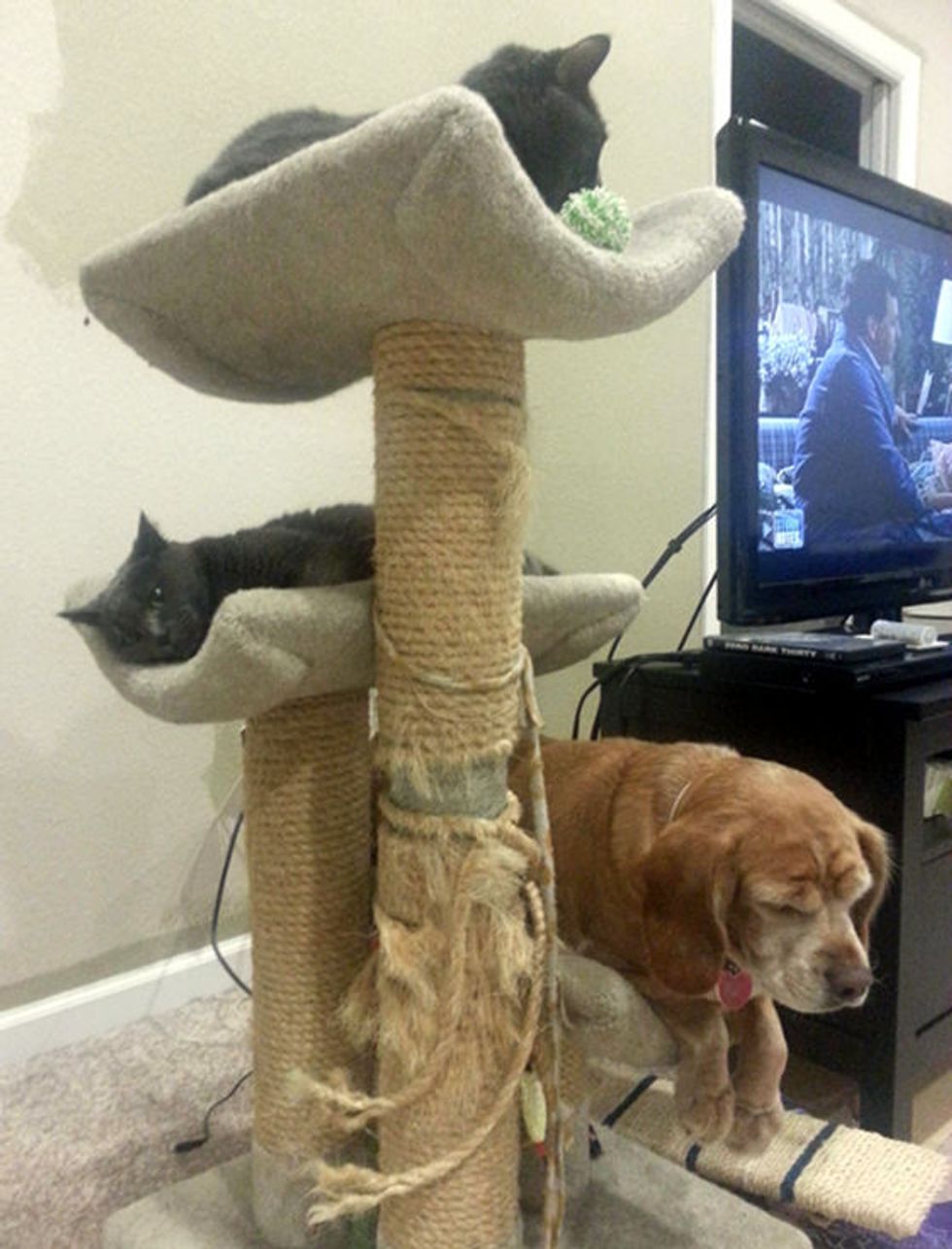 Cats Share Cat Tower With Dog