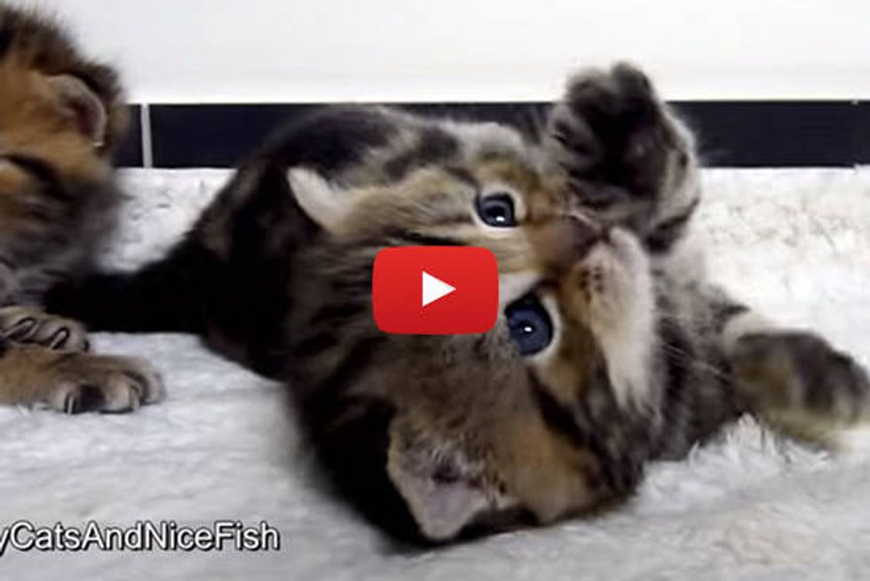 21 Cutest Kitten and Cat Stretching