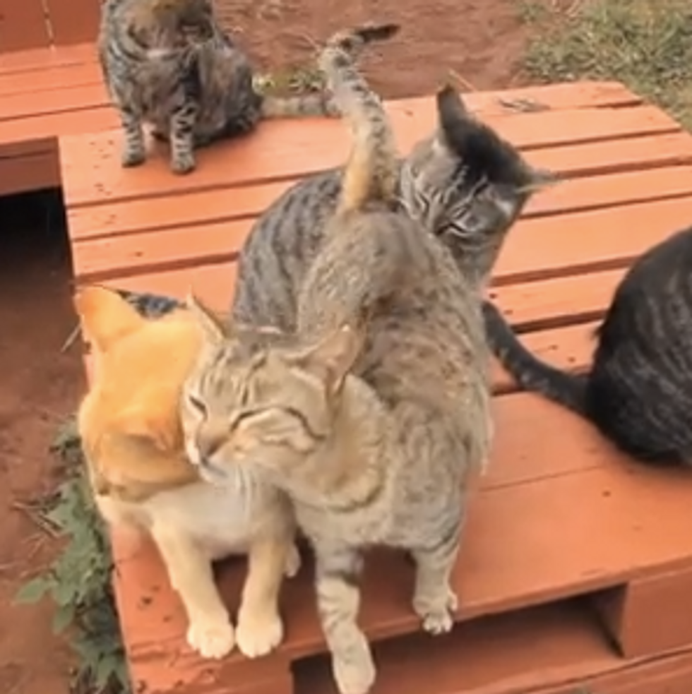 Happy Kitties at Cat Sanctuary in Hawaii