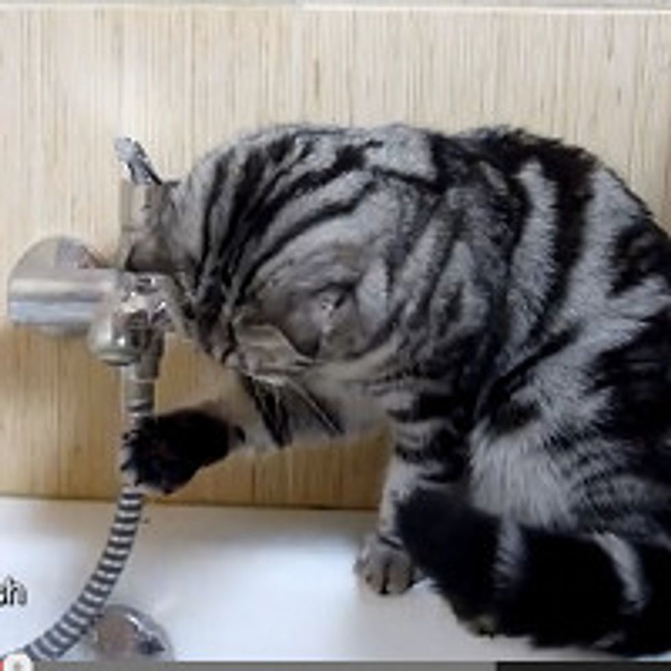 Cat Catches Water