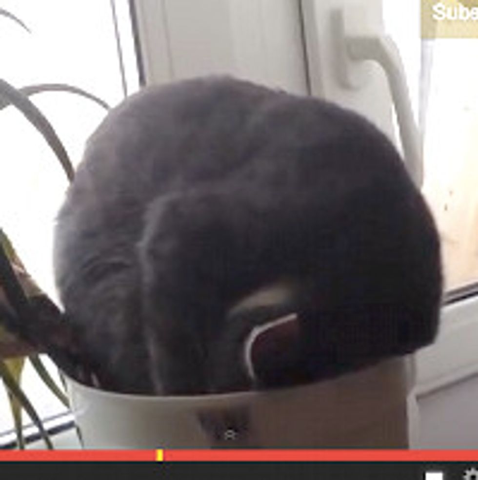 Kitty Sleeping In A Plant Pot
