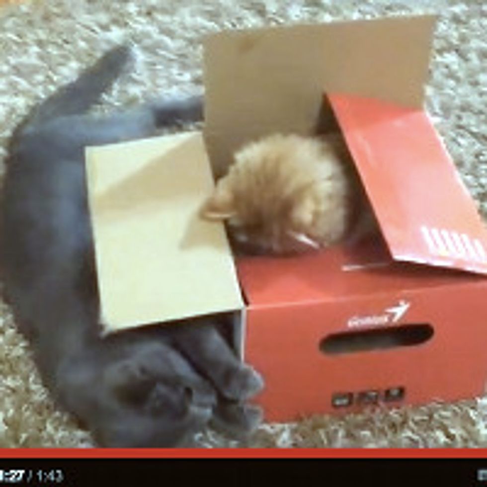 Two Cats and One Box