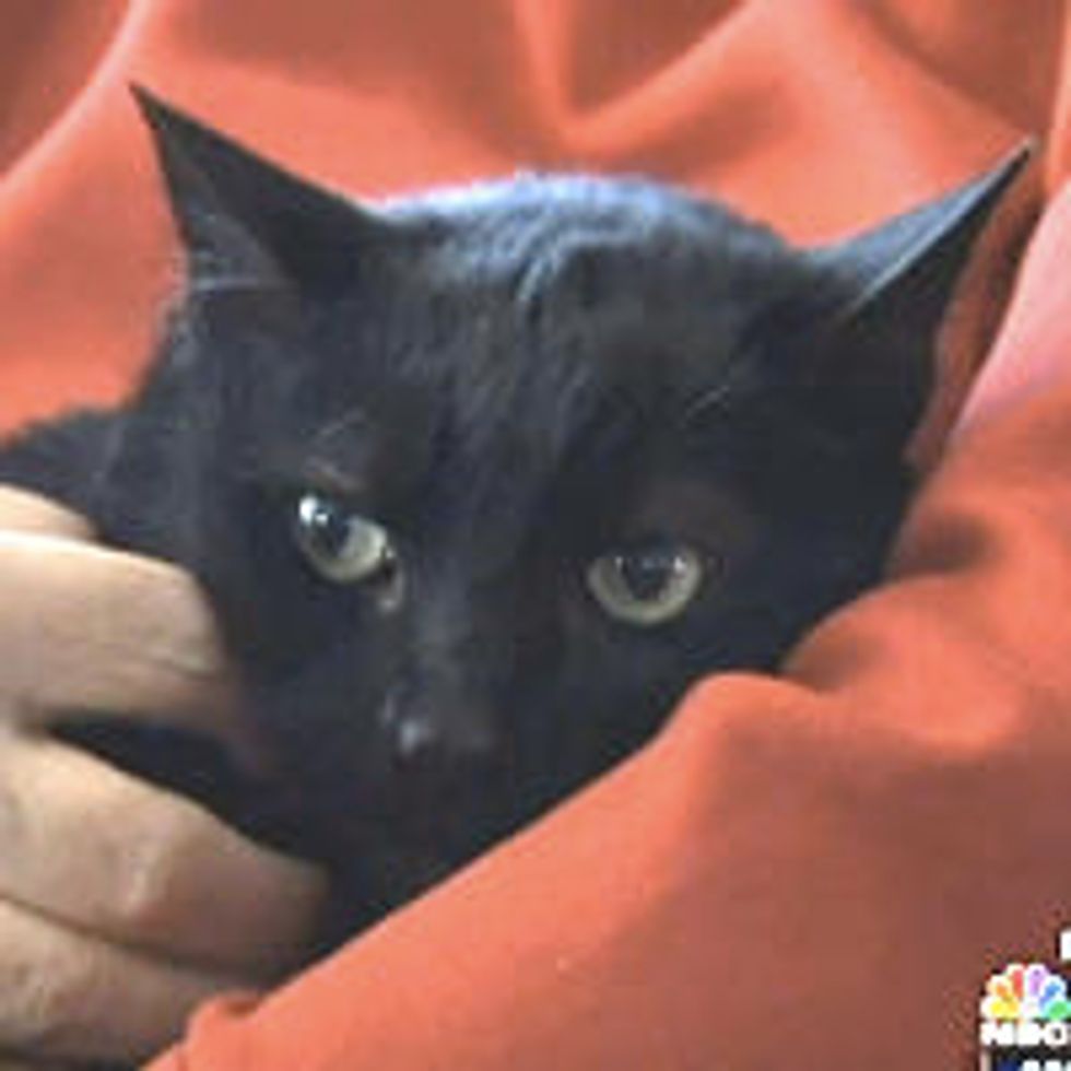 Cat Finds His Way Home After Going Missing During Superstorm Sandy