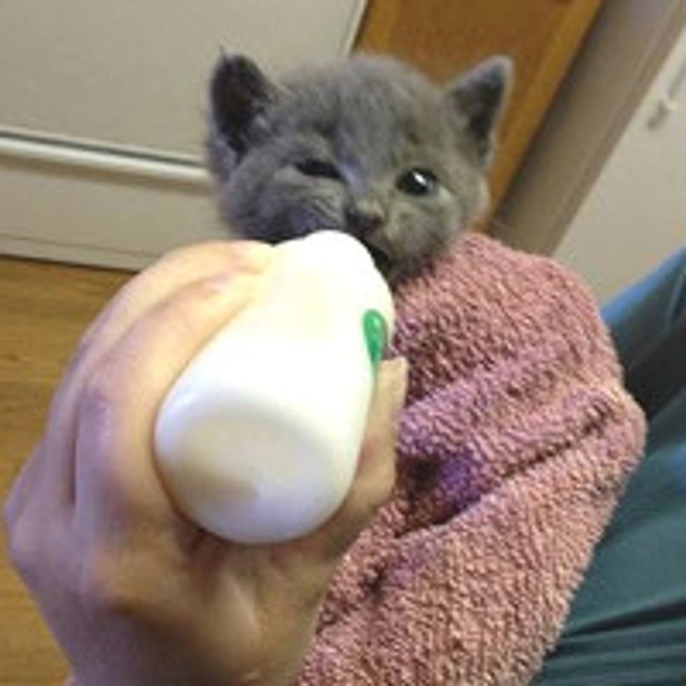 Cable Workers Rescue Kitten Trapped in Six Feet Pipe