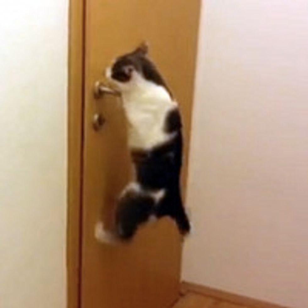 Cat Open Five Doors