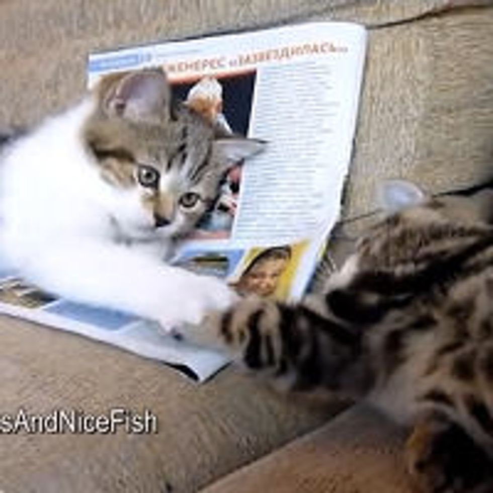 Kittens Playing Paw Slaps