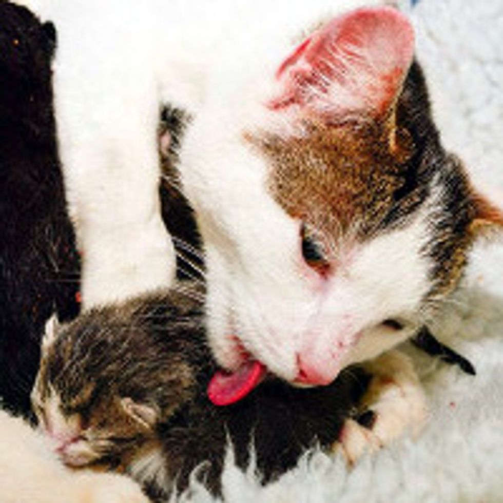 Happy Reunion For Stray Cat Mama & New Born Kittens