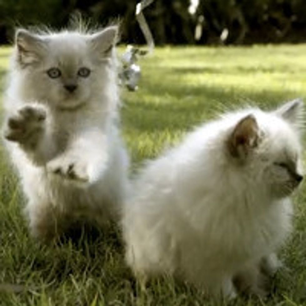 Adorable Fluffy Kittens Playing In The Grass
