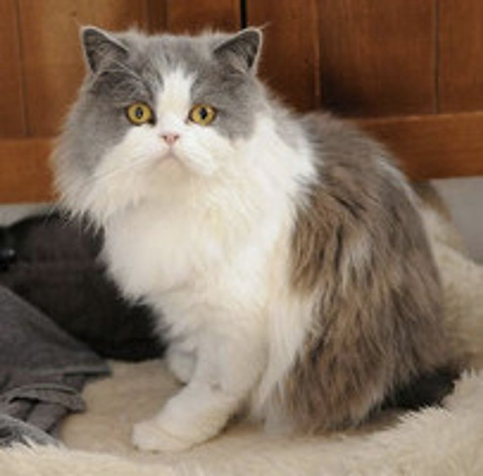 Two-legged Cat: Super Ted Saved And Homed
