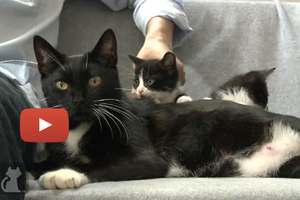 Mother Cat Loses Her Kittens, Adopts A Motherless Litter - Tails of Survival