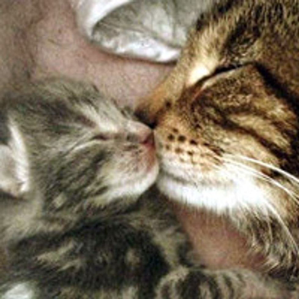 Sweet Moment Between Cat Mama And Her Kitten