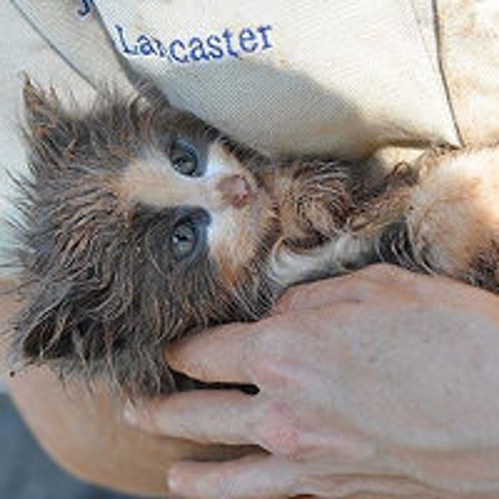 Tiny Feral Kitten Saved From Hole At Construction Site