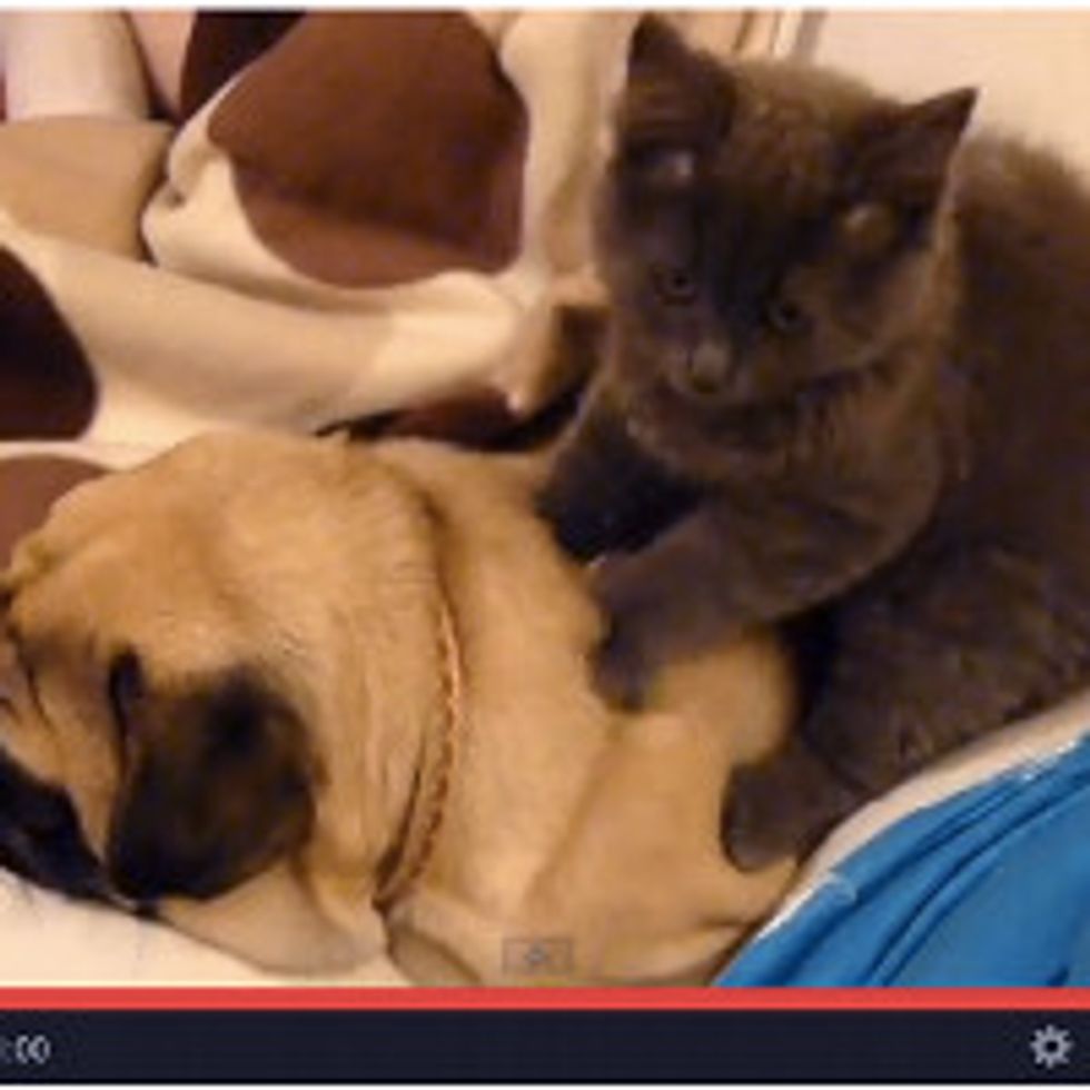 Kitty Gives Pug A Massage