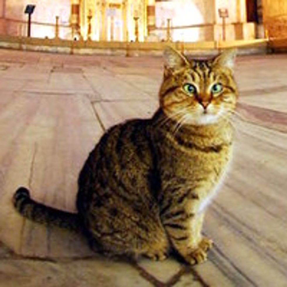 Loyal Cat Lives At The Hagia Sophia In Istanbul