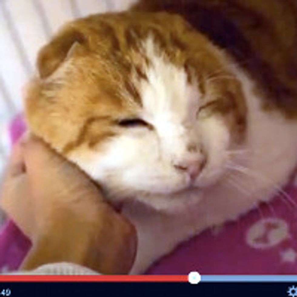 Homeless Cat Found By Convenience Store Finds Love - Heart-warming Story!