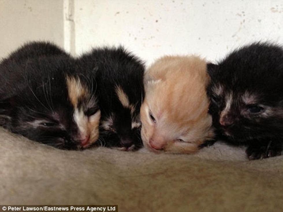 Four Newborn Kittens Saved From Trapped Inside Walls
