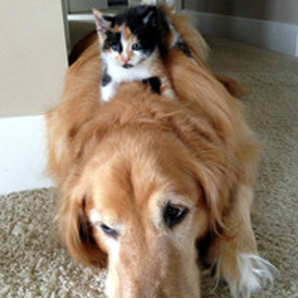 Kitten And Her Momma Dog