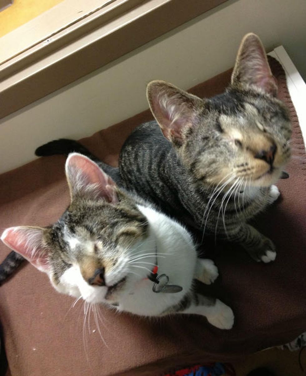 Bacon and Eggs, Two Blind Cats, Find Home Together