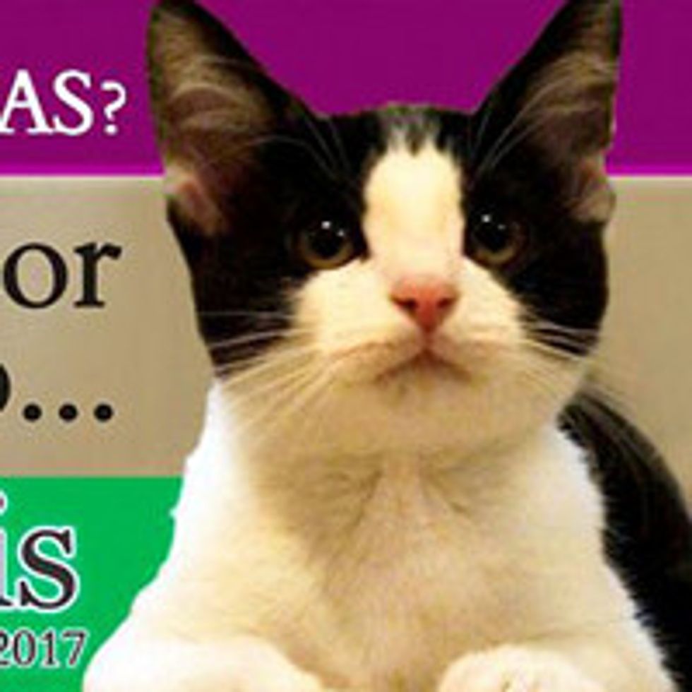 Morris The Cat, Runs For Mayor In Mexico