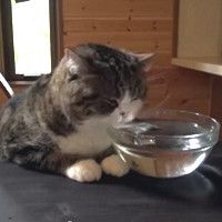 cat drinks catnip tea