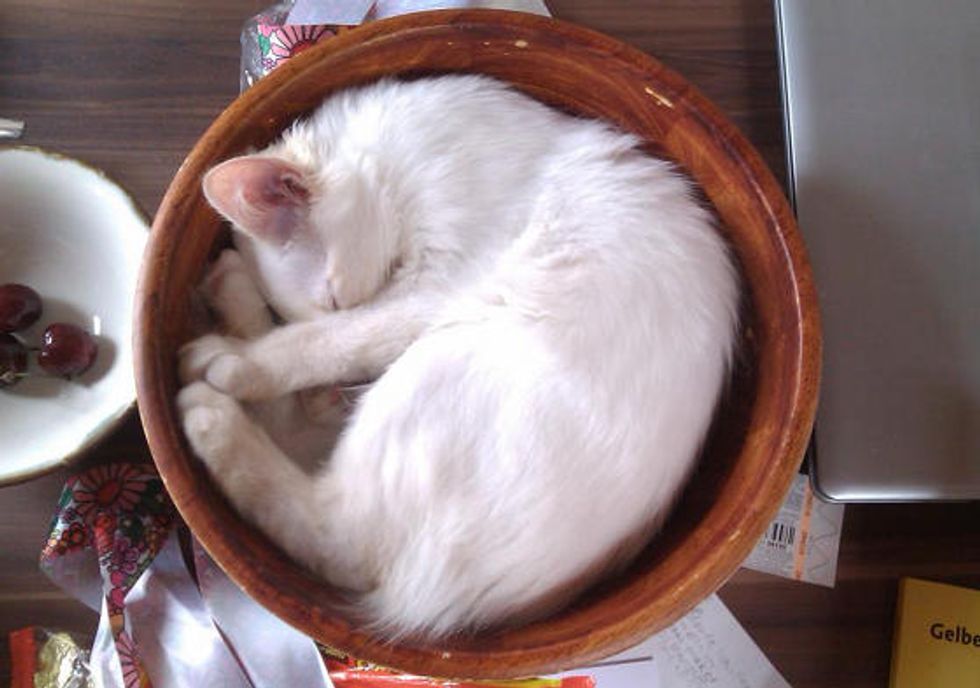 Kitty's Process Of Growth In A Bowl
