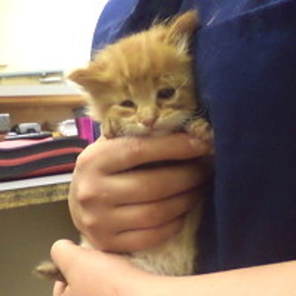 Tiny Ginger Stray Rescued, But Waits For Forever Home