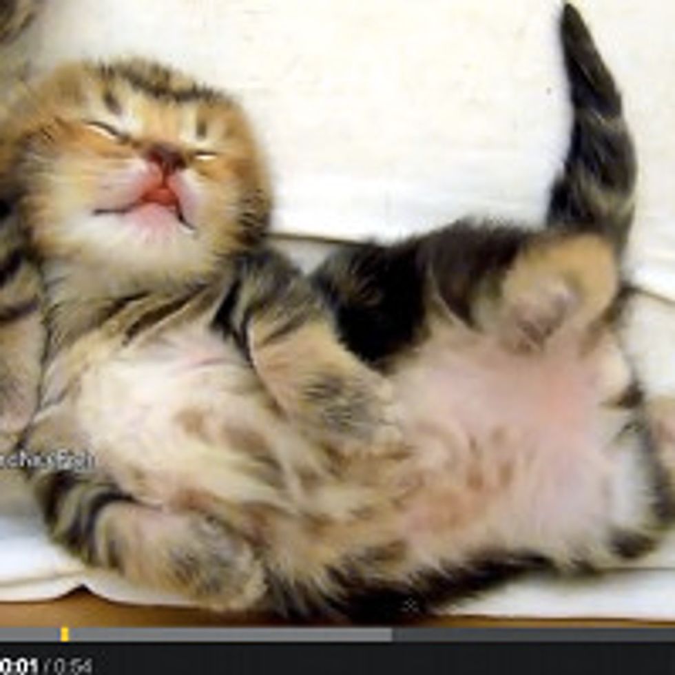 Sleep Dancing Kittens