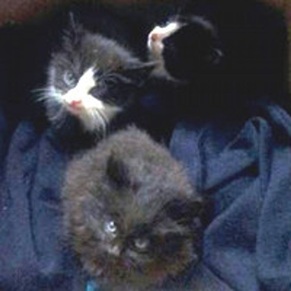 Three Lucky Kittens Saved By Landfill Workers