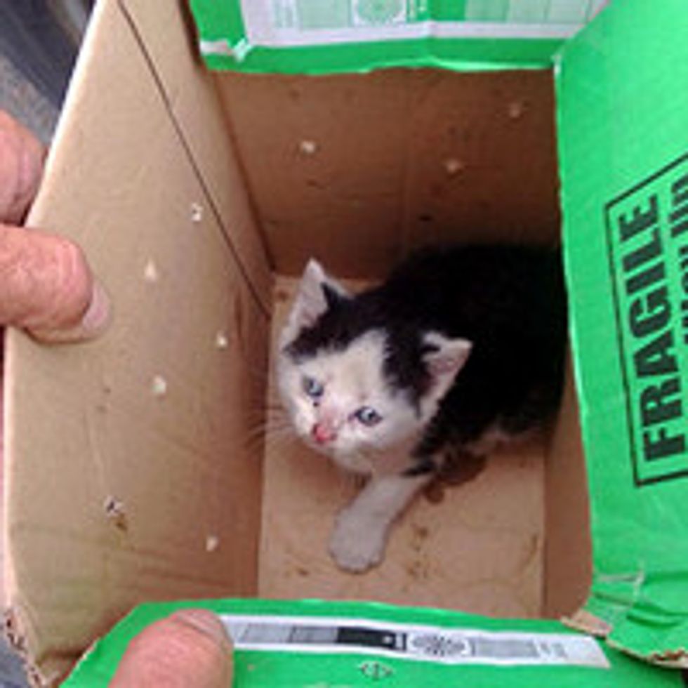 Dash The Kitten Rescued From Dashboard Of Van