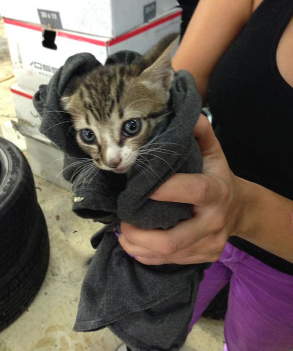 Tiny Kitten Strays Into Shop, Found Under Stack Of Tires