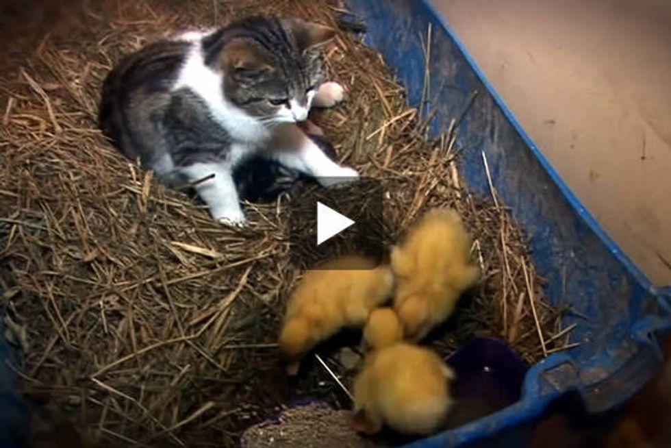 Amazing Cat Feeding Ducklings