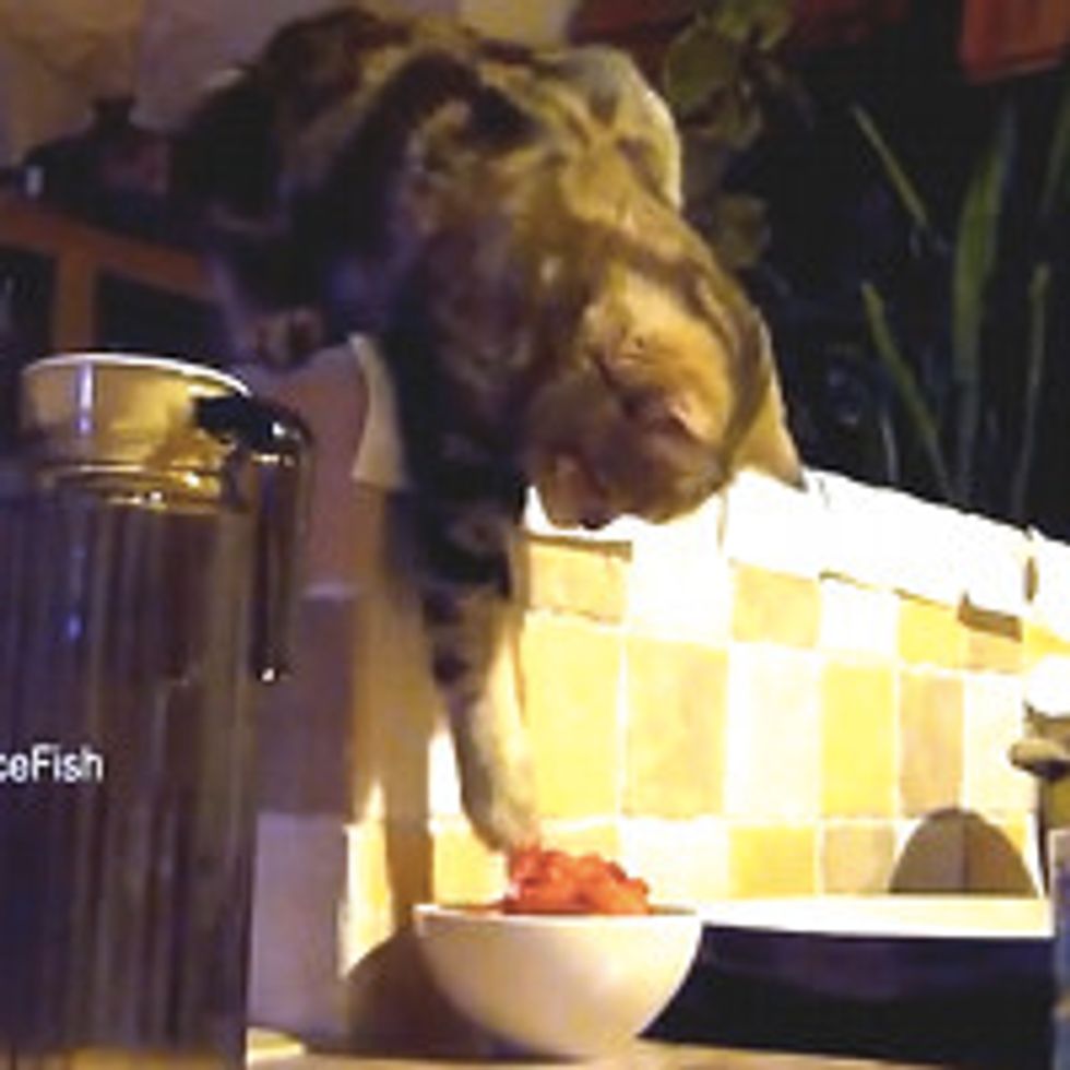 Cat Steals Food At Night