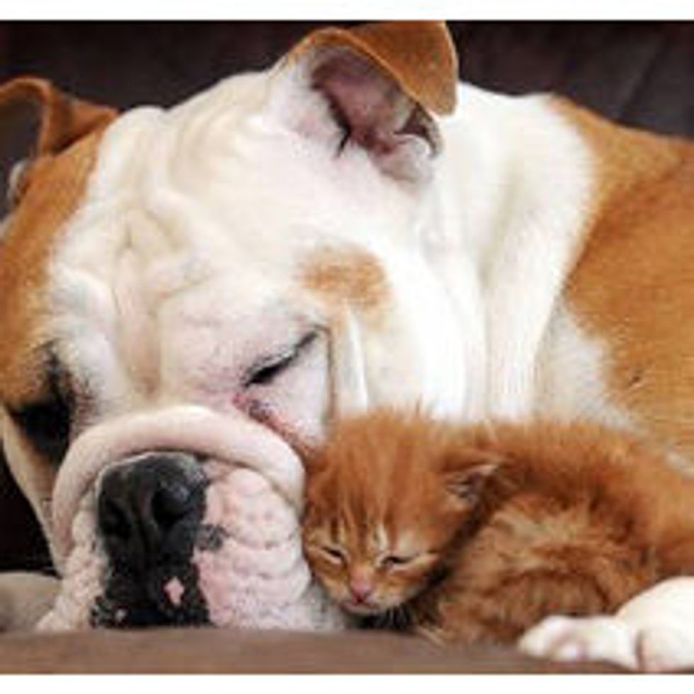 Orphaned Kitten Adopted By Bulldog